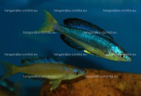 /album/fotogaleria-cyprichromis-microlepidotus-bulupoint/bulu-3-jpg/